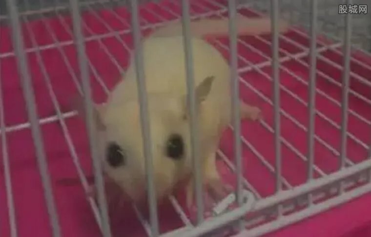 男孩花上万买老鼠 败家“熊孩子”出新招气哭父母