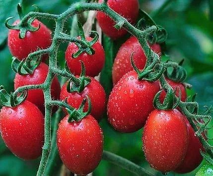 圣女果主要产自哪里呢？