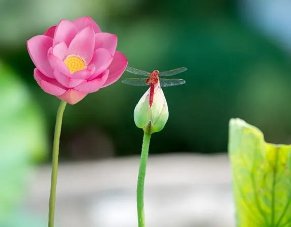 夏至是几月几号2020 今年夏至是几月几日几点几分