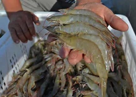 被虾刺中险被截肢：是怎么回事,小小海虾引起风波真相