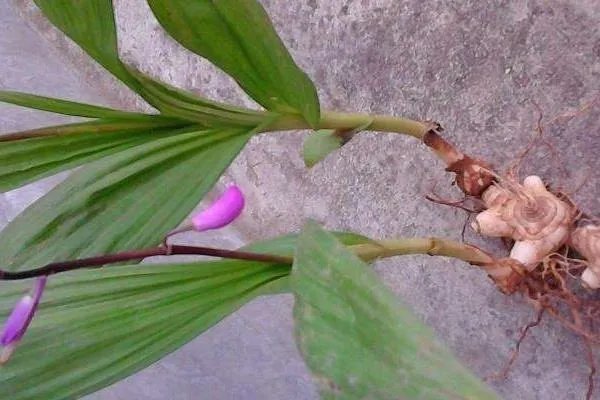 白芨种苗多少钱一公斤