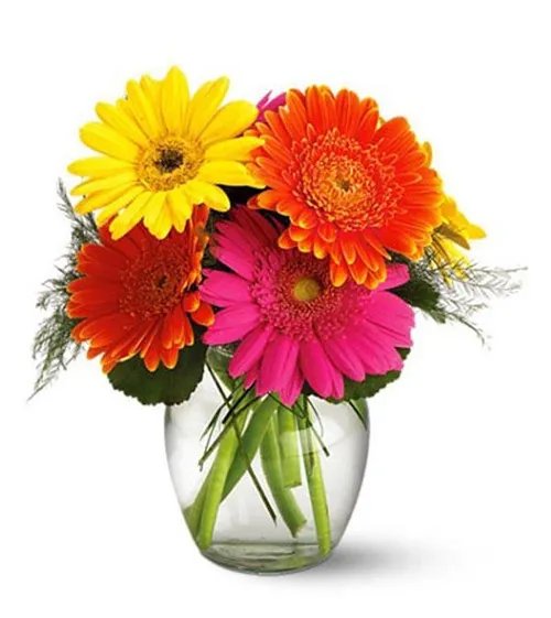 新房装修后放什么植物好 推荐6种最适合去除甲醛的植物