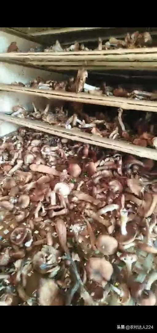 农村代加工项目官网