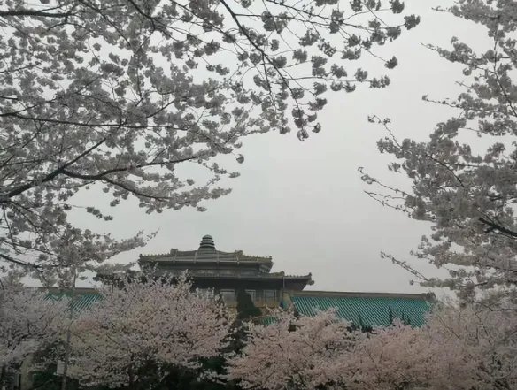 武大樱花5G直播是怎么回事 武大樱花5G直播是真的吗