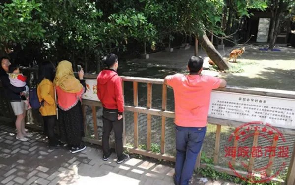 游客扔石头砸袋鼠说明了什么？