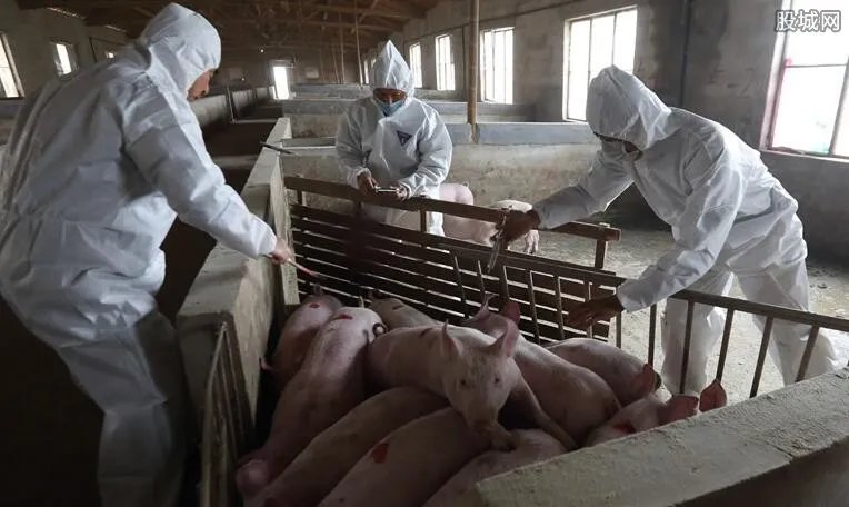 湖北武穴非洲猪瘟 将会禁止生猪运入封锁区