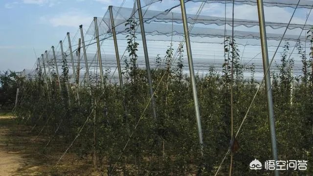 农村果园覆盖的防冰雹网是否能起到作用？