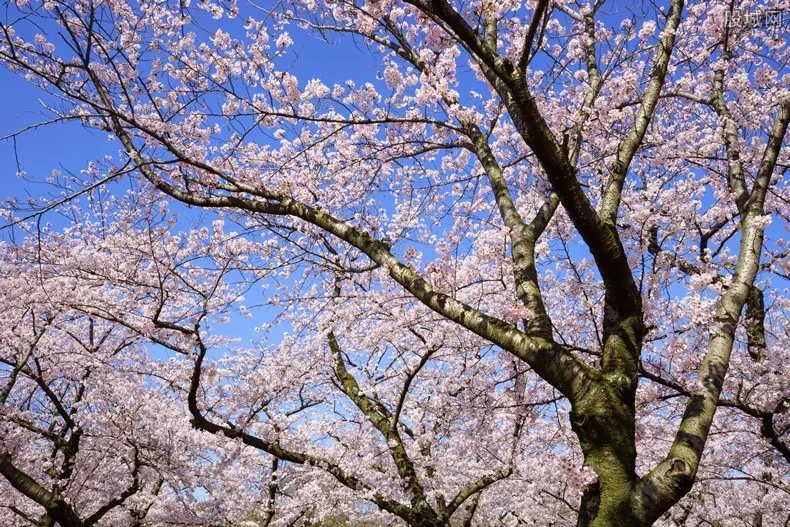 警察逮捕樱花黄牛 每人40元可以从后门进武大赏花