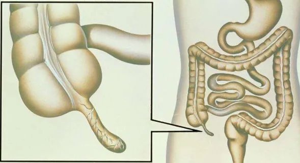 科学家发现：人类进化到现在，身体还存在7个缺陷，你知道几个？