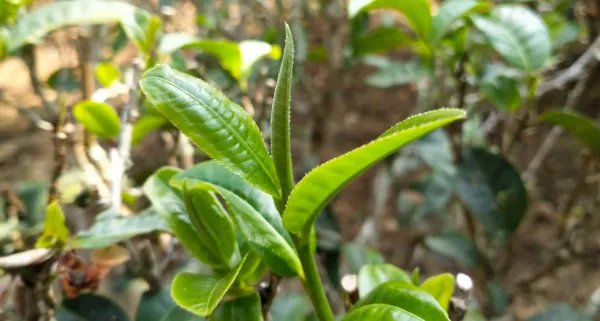 勐宋古树茶特点是什么?