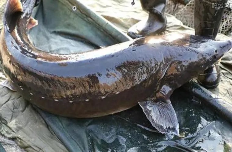 68条鱼估价600万 68条1米9大鱼被称为黑黄金
