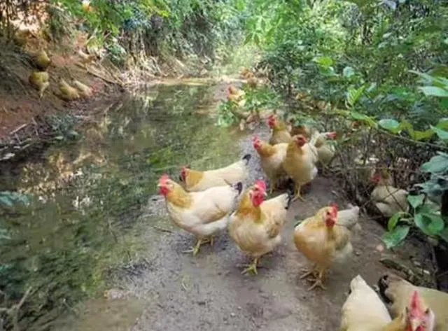 适合湖北农村小型养殖场的散养土鸡哪个品种好？