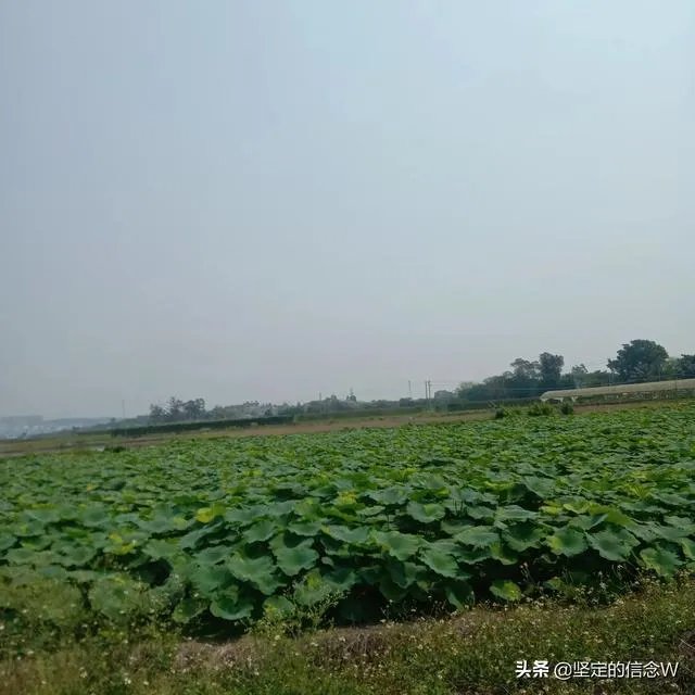 袁隆平称中国不会出现粮荒,你平时更喜欢吃米饭还是馒头?