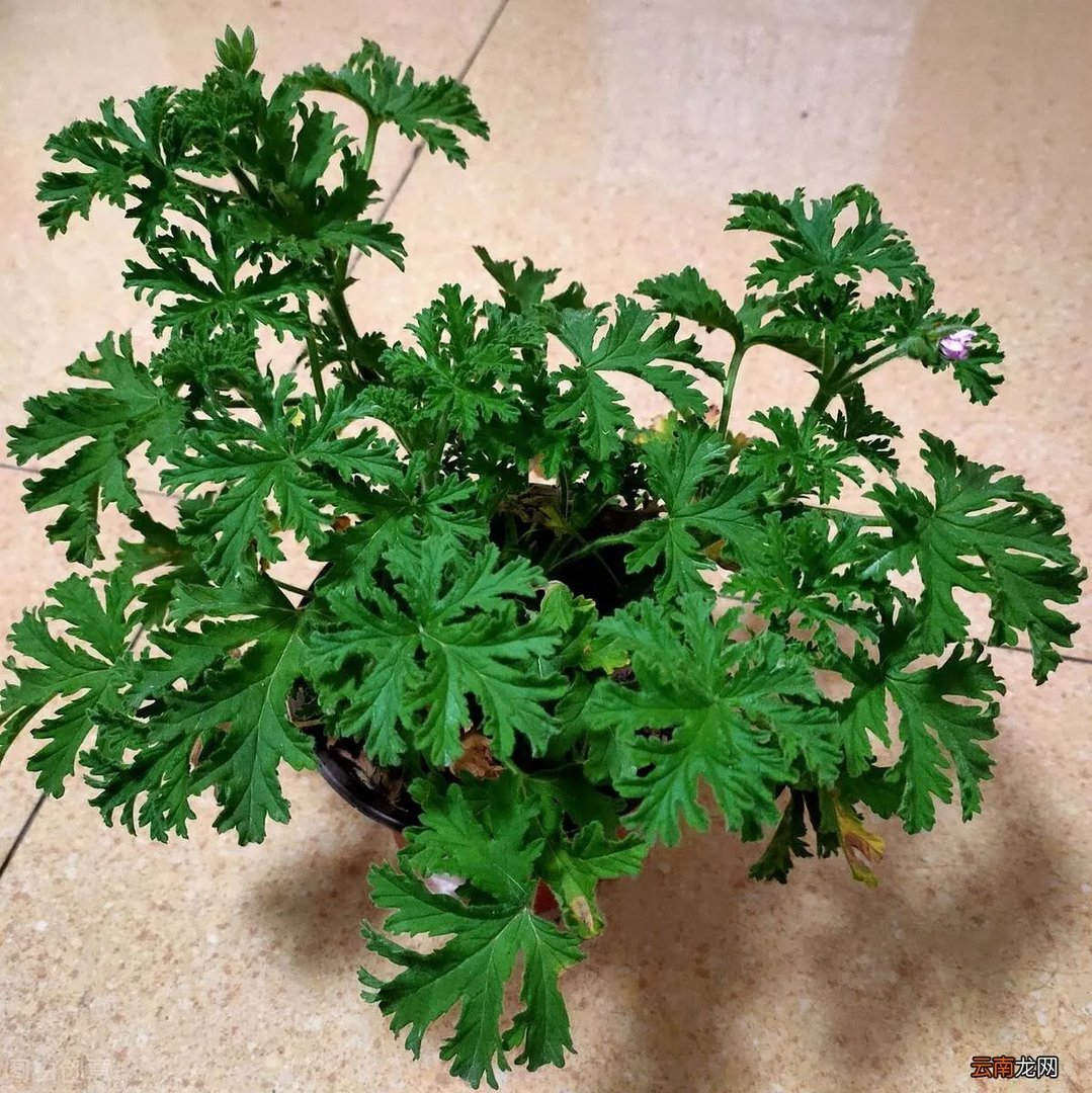 驱蚊效果最好的植物 清香木驱蚊草真的能驱蚊吗