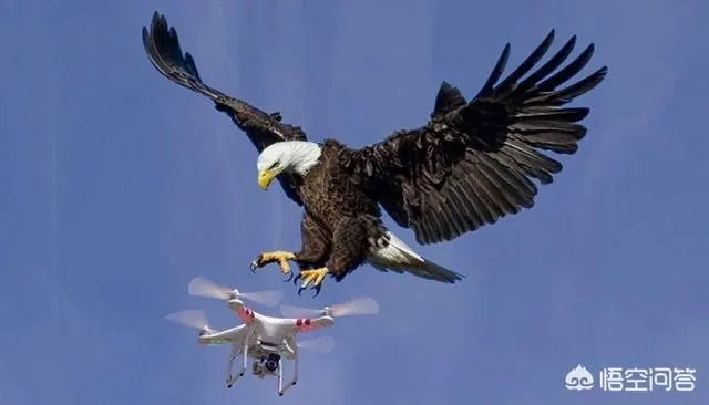 训练老鹰抓无人机有前途吗？