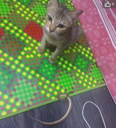 小猫咬坏耳机线后带回一条蛇,这份爱有点硬核