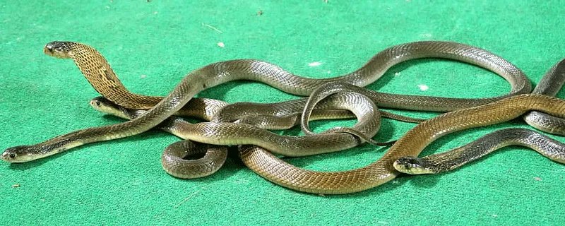 二八佳人打一肖 二八佳人是什么生肖