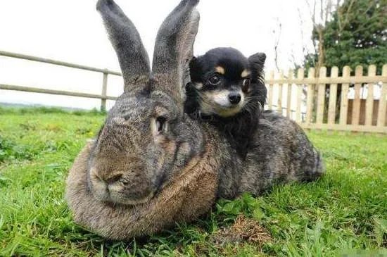 世界上最大的兔子，巨型兔子长1.34米(图片)