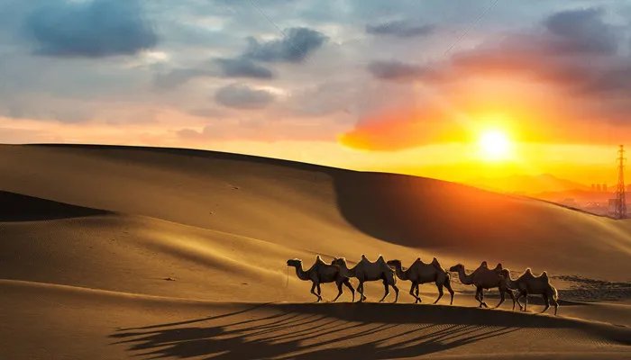 骆驼驼峰储存的是什么