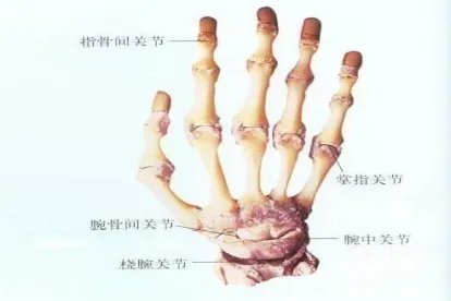 手掌部位名称