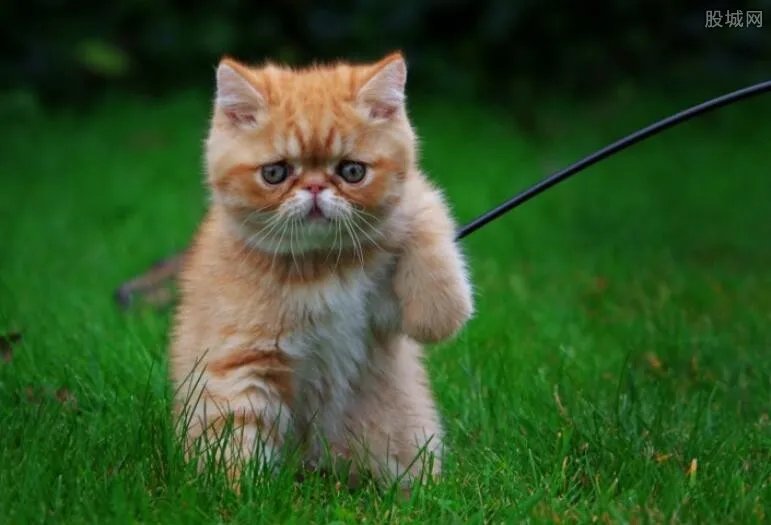 买猫反悔丢宠物店 其手段十分残忍令人发指