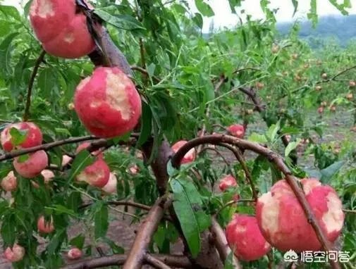 农村果园覆盖的防冰雹网是否能起到作用？