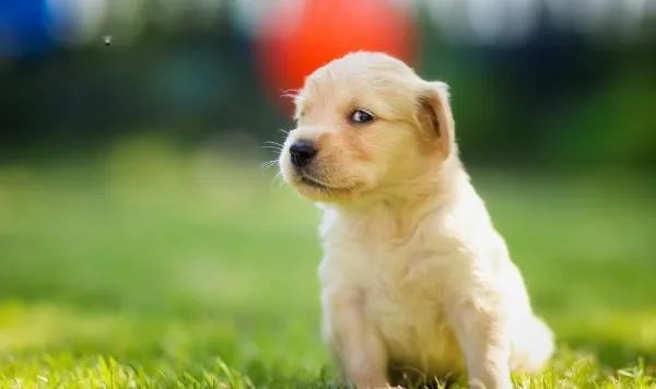 巨型狗头蝙蝠图片