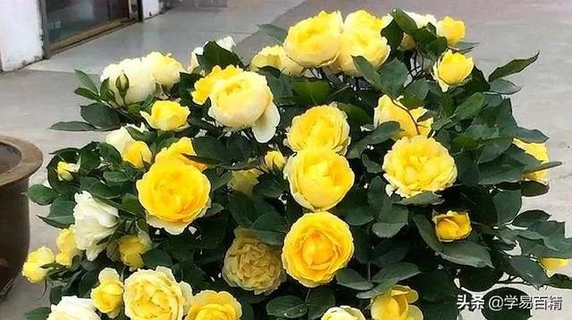 淘宝花店有没有推荐的？