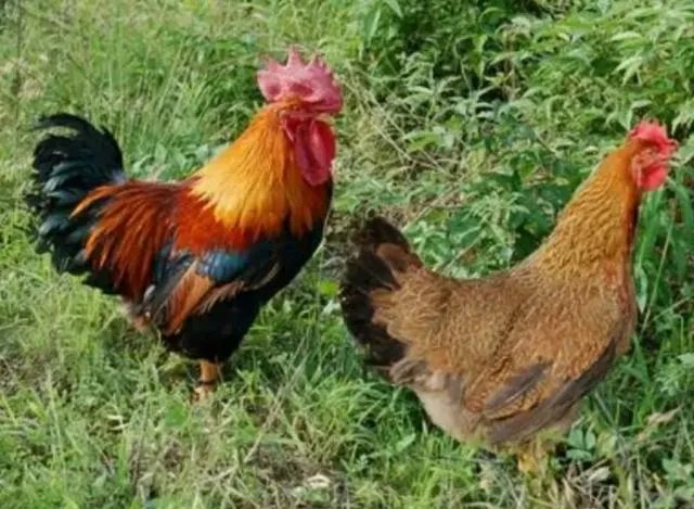 适合湖北农村小型养殖场的散养土鸡哪个品种好?