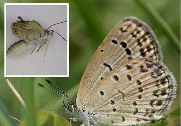 辐射幽灵婴儿是什么意思 日本核电站福岛变异人照片曝光