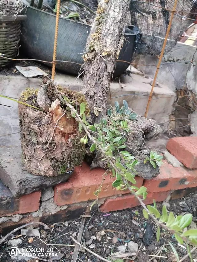 现在种植中药材赚钱吗？