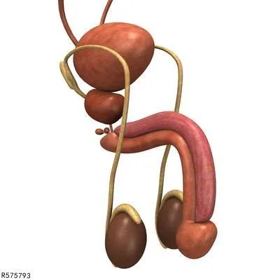 龟头上面好多小红颗粒怎么回事