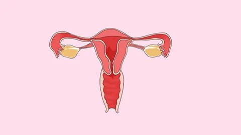 宫血症是什么原因