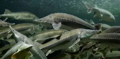 千万斤鲟鱼从甘肃流入四川,这会给水域环境造成影响吗?