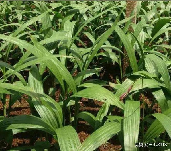 现在种植中药材赚钱吗？