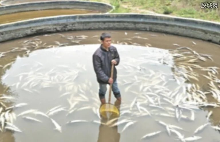 万余条中华鲟死亡 惨遭两次损失估计130多万元