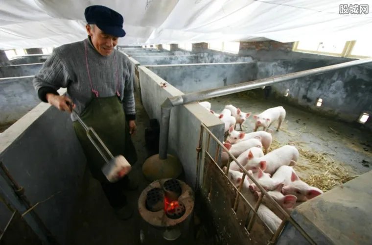 四川引进美国种猪 2018种猪价格走势如何