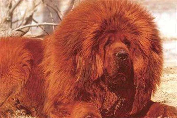 小藏獒是人们最爱饲养的一个品种，纯种小藏獒的价格是多少呢？