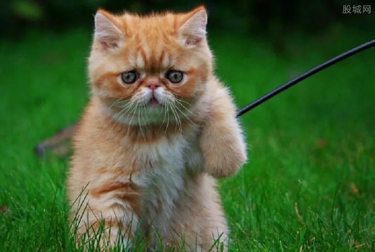 微信购到病瘟猫 5天花费数千元治疗小猫最终死亡