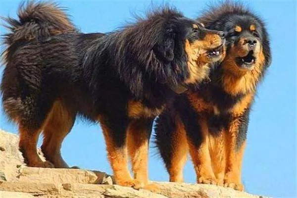 小藏獒是人们最爱饲养的一个品种，纯种小藏獒的价格是多少呢？