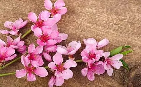读桃花心木有感