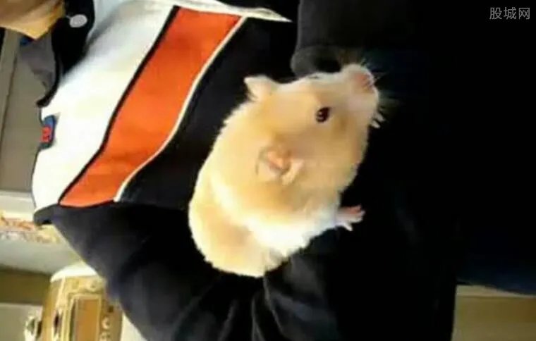 男孩花上万买老鼠 败家“熊孩子”出新招气哭父母