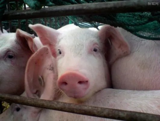 女子与猪同床4年 同吃同睡十分亲密令人惊呆