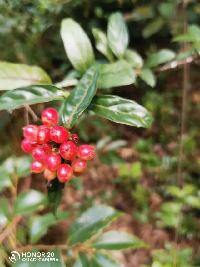 现在种植中药材赚钱吗？
