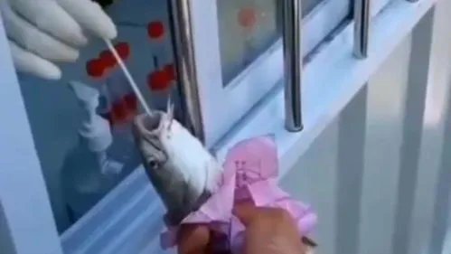 厦门集美实行人物同检，鱼虾也要做核酸检测，真的有这个必要吗？