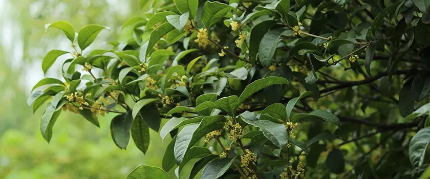 【上海活动】上海节庆活动 上海节日庆典 相聚上海盛会