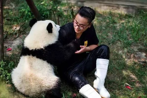 首个中国大熊猫国际形象出炉，它的使用渠道都有哪些？