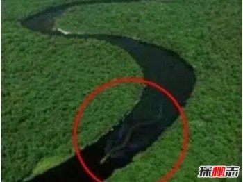 马来西亚发现存活最大蟒蛇 神秘巨蛇现身马来西亚