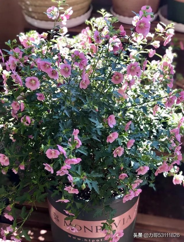 淘宝花店有没有推荐的？