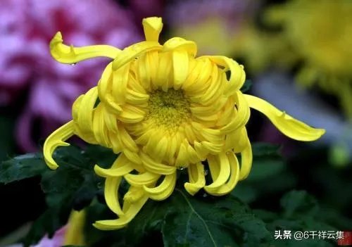 陈林坚23+5三分帮助福建逆转天津，他的三分球能力这么强，为何李楠不带他？